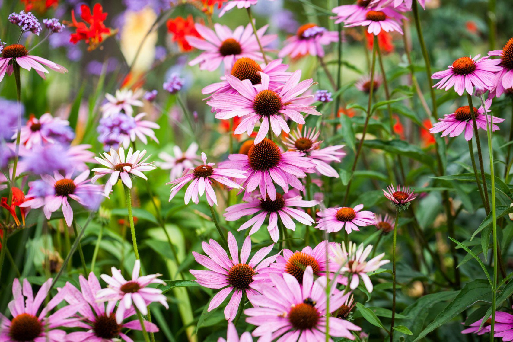 Echinacea-pianta-rafforzare-sistema-immunitario