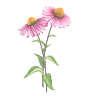 fiore-echinacea