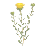 grindelia