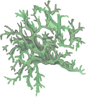 lichene-islandico