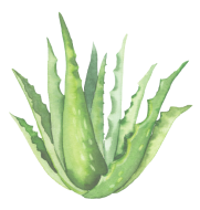 Aloe mal di gola